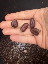 Asimina triloba, Asiminier trilobé, Pawpaw, 10 à 100 graines à stratifier.