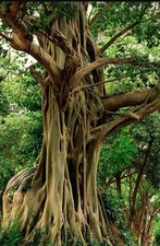 10 SEMI DI FICUS RELIGIOSA