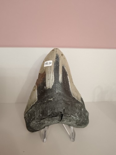 Dente fossile megalodonte - fossile,