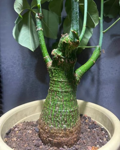 Vendita pianta rara