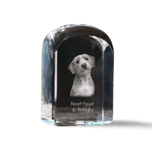 Basset fauve bretagne - fauve,