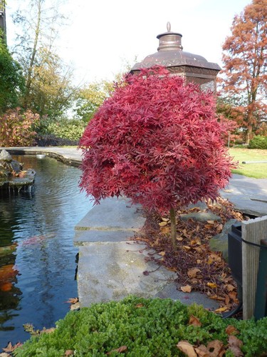 Acero rosso giapponese - , "acer
