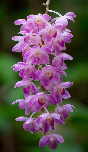 Lotto orchidea rara - lotto, 2