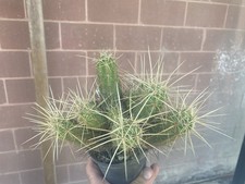 Echinocereus maritimus - echinocereus,