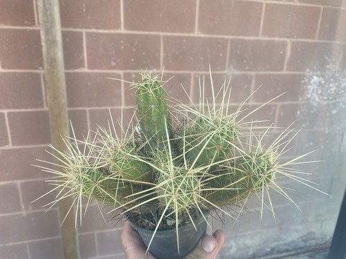 Echinocereus maritimus - echinocereus,