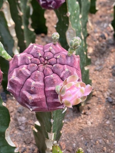 Gymnocalycium mihanovichii day - mihanovichii,
