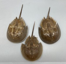 1PC Dried Molted Horseshoe