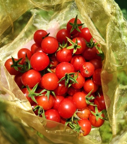 Everglades cherry tomato seeds - tomato,