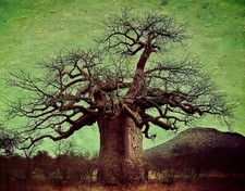 Adansonia digitata, albero di