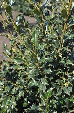 Agrifoglio - ILEX AQUIFOLIUM