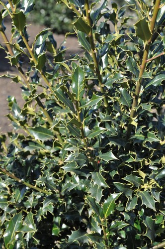 Agrifoglio ilex aquifolium - agrifoglio,