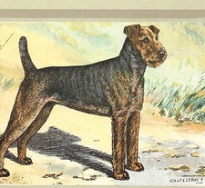 Airedale Terrier Hunting Dog