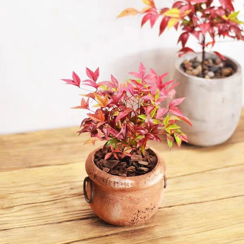Nandina domestica bambù - nandina,