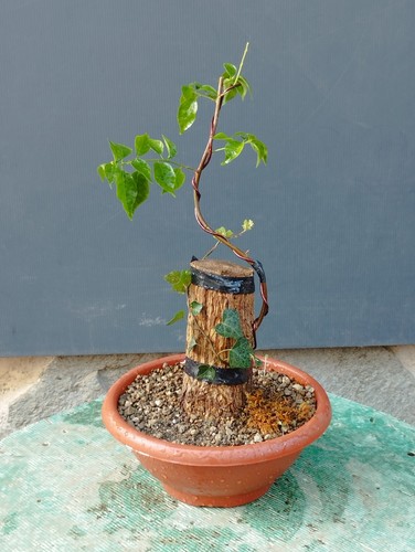 Pre bonsai - bonsai, di