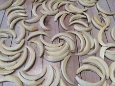 Gancio scrofa denti di