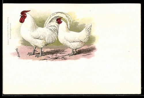 Litografia dorking polli - litografia,