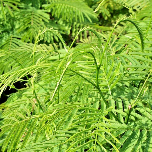 Climbing wattle semi - wattle,