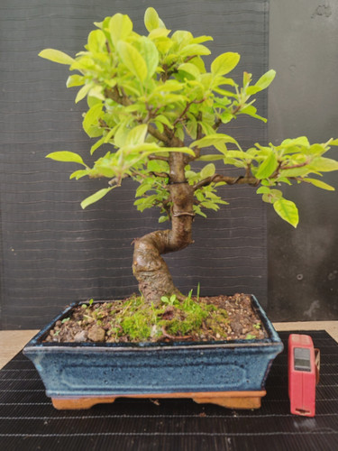 Bonsai melo h - di, cm