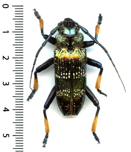 Cerambycidae sphingnotus - cerambycidae, –