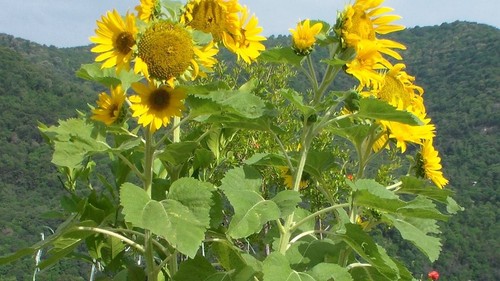 Semi girasole fiori - 40,