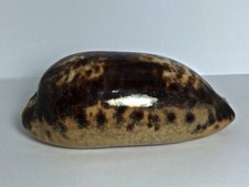 Cypraea testudinaria ingens, South Mozambique, 123,5 mm, EXTRA LARGE, HARD