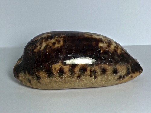 Cypraea testudinaria ingens