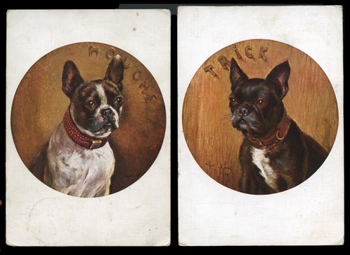 French bulldog frenchi - bulldog,