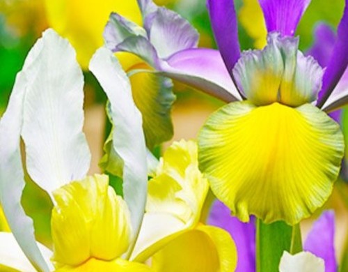 Bulbi fiori - bulbi,