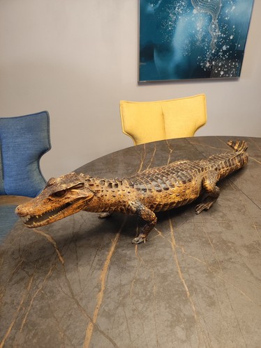 Crocodile caïman taxidermie - crocodile,