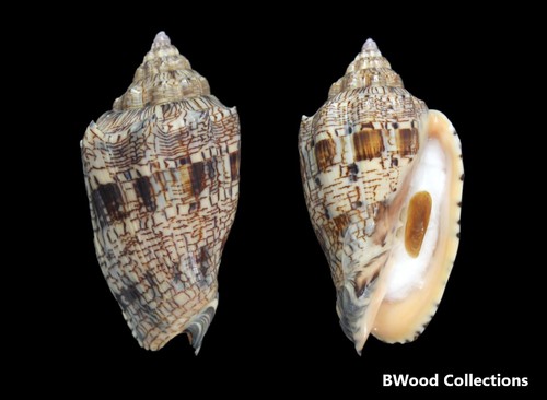Seashell dark voluta ebraea - ,