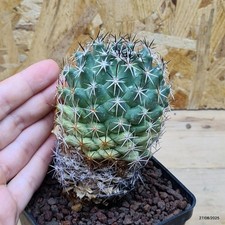 Coryphantha vogtheriana Vaso 9 cm Cod.2708-12