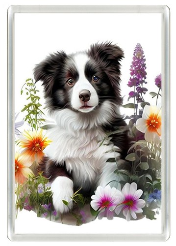 Border collie puppy dog - collie,