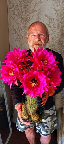 Echinopsis trico cereus - echinopsis-trico,