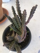 Stapelia Variegata Vaso 10cm