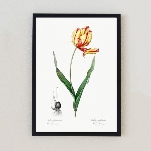 Illustrazione fiore botanico