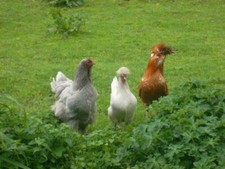 Dalla pratica veterinaria tedesca; erbe per pollame (oche, anatre, polli, pavoni)