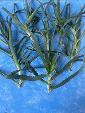 5 Talee Aloe Arborescenz Di