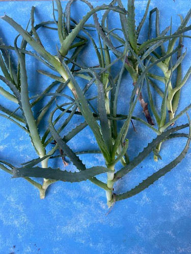 Talee aloe arborescenz di - arborescenz,