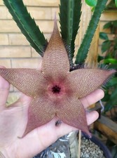 1 Talea senza Radici Gigantea ibrida, mia semina, Esattamente fiore in foto