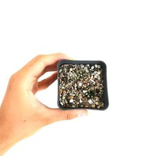 Ariocarpus kotschoubeyanus var. macdowelli -  -