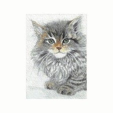 ACEO- ATC Maine Coon Kitten