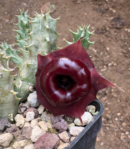 Huernia zebrina red - 'red',