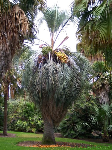 Semillas palmera jalea - de,