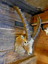 Trofeo di stambecco adulto 7