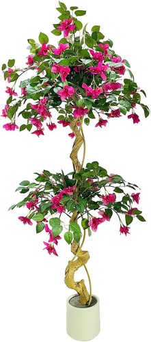 Albero bouganville - albero, di