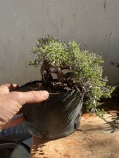 Bonsai Timo Macchia
