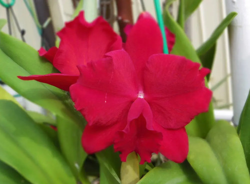 Orchidea cattleya slc dixie - orchidea, slc.