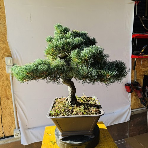 Pre bonsai pino - pre, di