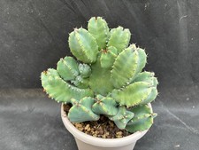 EUPHORBIA RESINIFERA VIVAIO IL