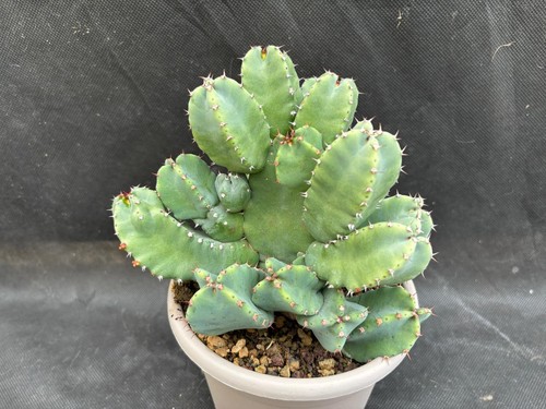 Euphorbia resinifera vivaio - euphorbia, il